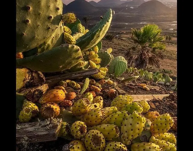 アパート Casa Su Lanzarote プエルト・デル・カルメン